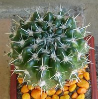 "Los Cactus y las otras plantas suculentas"