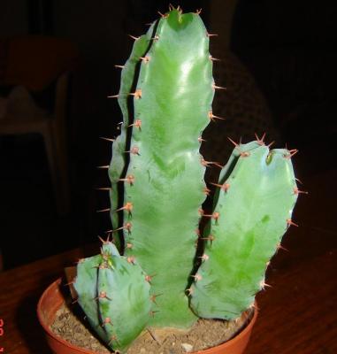 "Euphorbia Resinífera"
